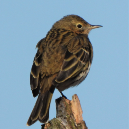 Meadow Pipit