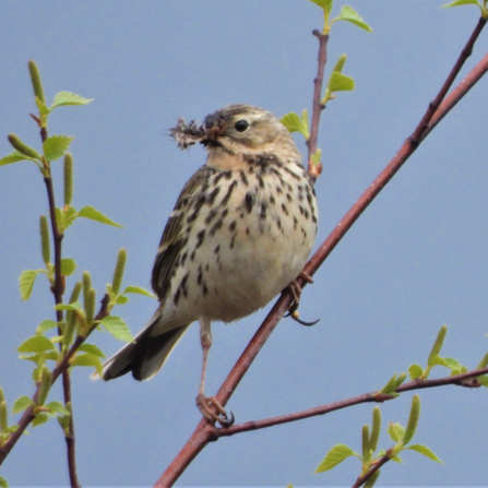 Meadow pipit with lunch by Dave Steel