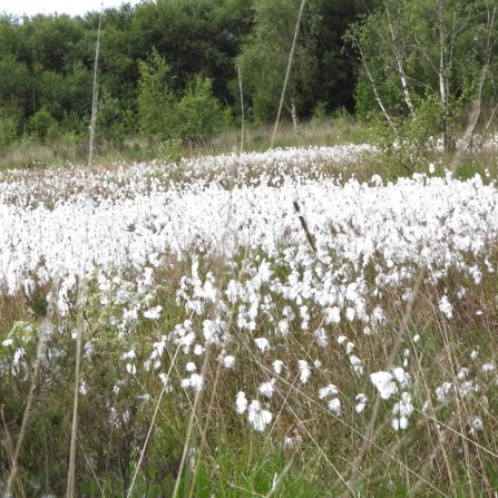 Common cotton grass and silver birches; My viewpoint by Dave Steel