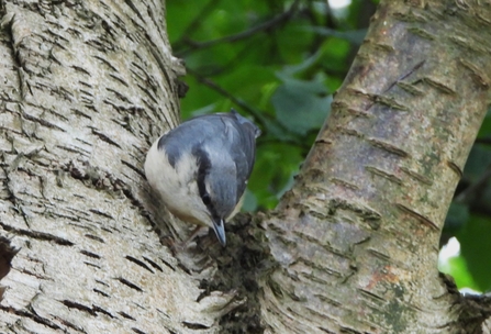 Nuthatch by Dave Steel