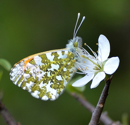 Orange Tip