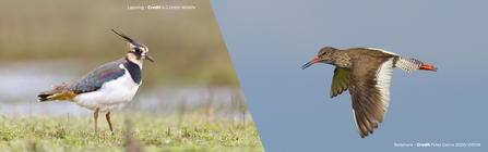 Two separate photos of a lapwing on the ground and a redshank in flight.