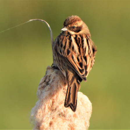 Reed bunting. Photo by Dave Steel