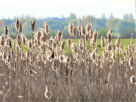 Reedmace by Dave Steel