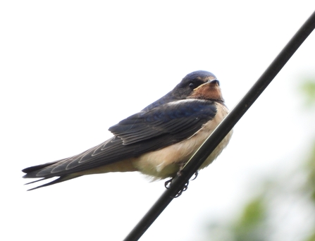 Swallow by Dave Steel