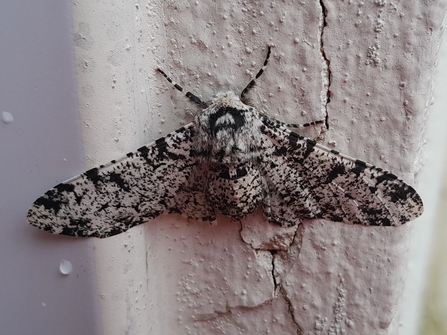 Peppered Moth 