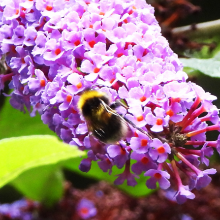 Bee on a buddleia