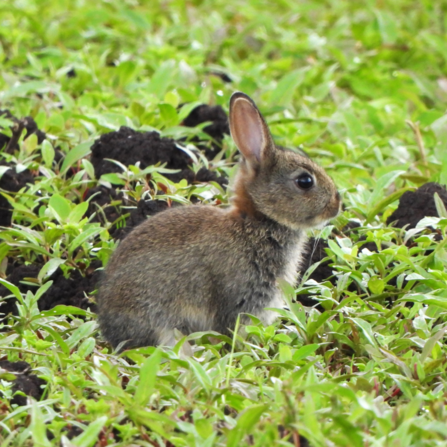 Young rabbit 