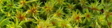 Vibrant green sphagnum moss up close.