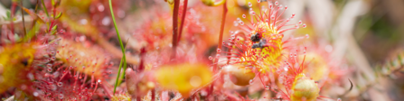 A round-leaved sundew with a flies caught in its sticky droplets.