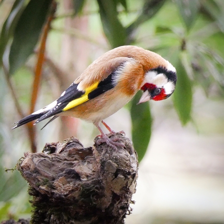 'The Thinker' Goldfinch 