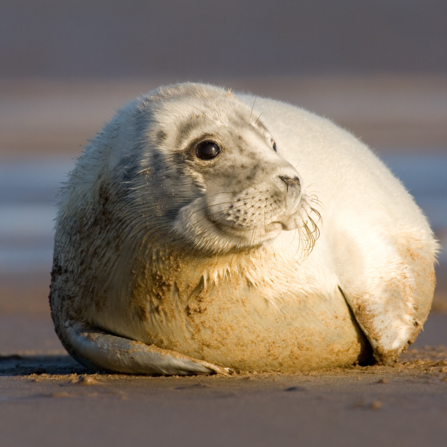 Grey seal pup by Tom Marshall