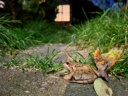 Garden Frog