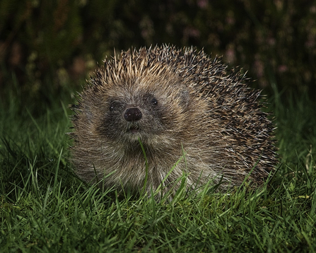 The Hedgehog