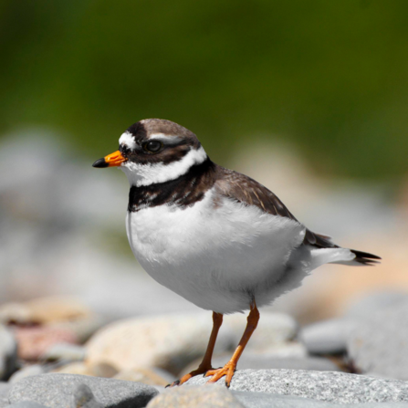 A ringed plover by Alan Price