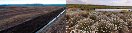 Before and after - Little Woolden Moss