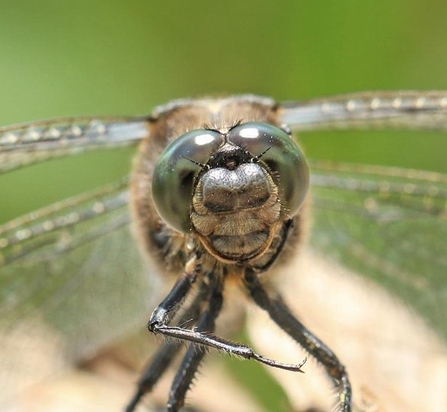 Black tailed skimmer