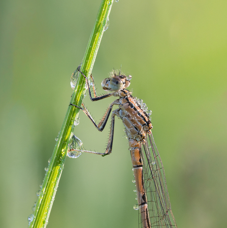 Damselfly 