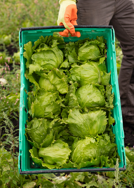 A tray of lettuce that was harvested on the Rindle wetter farming trial field.