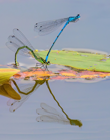 mating Azur Damselflies 