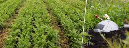 Celery crop and monitoring equipment on Rindle wetter farming trial field