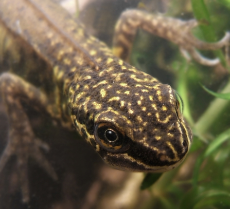 Male smooth newt under water