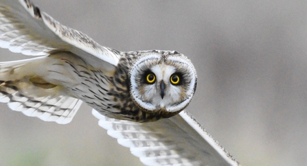 Short eared owl in flight looking directly at the camera