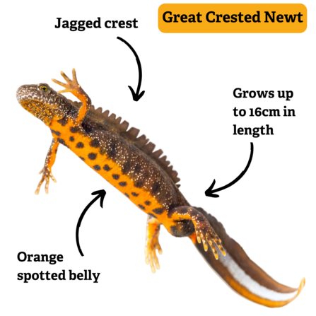 Great crested newt identification markings