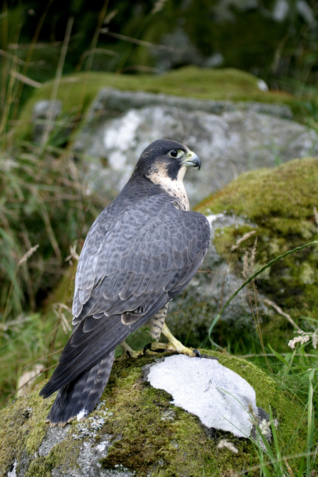 Grey peregrine falcon perching on mossy rocks