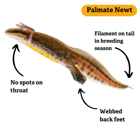 Palmate newt identification markings