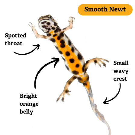 A smooth newt