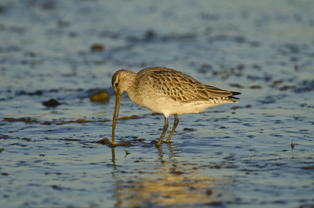 Bar-tailed godwit by David Tipling/2020VISION