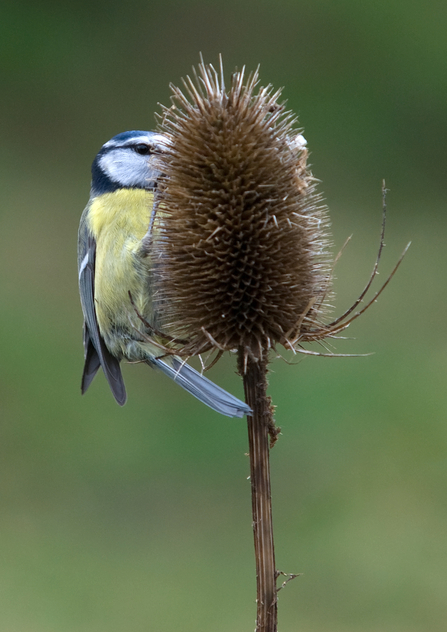 Blue tit on teasel by Bob Coyle