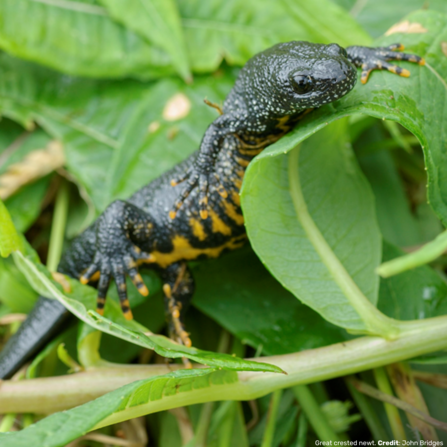 Great crested newt. Rare and protected. Credit: John Bridges