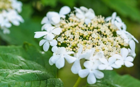 Guelder-rose