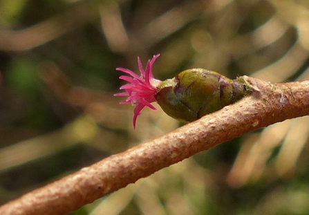 Hazel flower