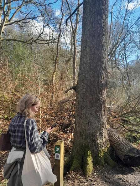 Lydia at Phillips park standing next to ancient oak trees