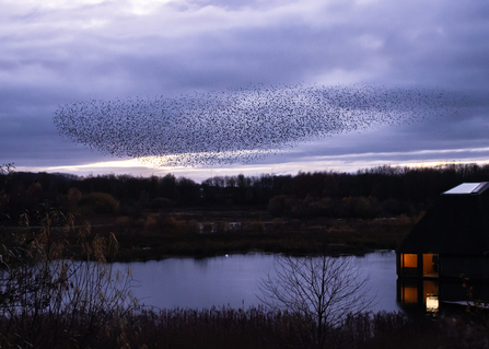 Murmuration over Brockholes by A.J.Critch Wildlife