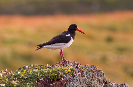 Oystercatcher by Mike Snelle