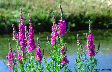 Purple loosestrife