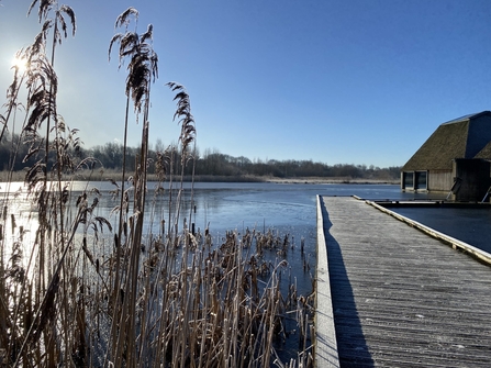 Reedbed next to a wooden walkway at Brockholes nature reserve