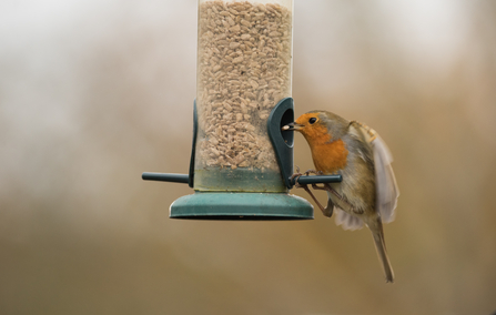 Robin on bird feeder by Janet Packham