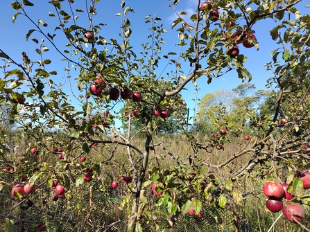 Apple tree full of red appples