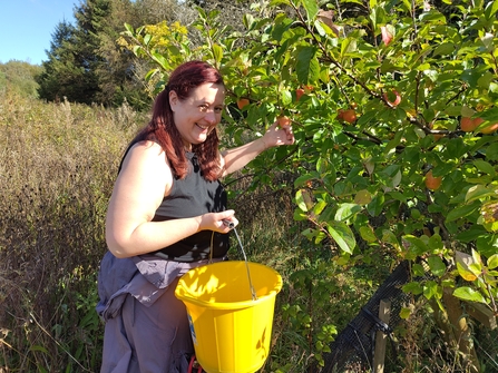 Volunteer Swin harvesting red apples