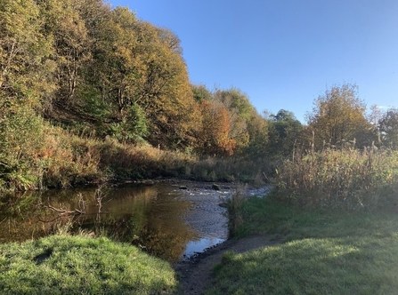 Seven Acres, river passing my trees and a sunny blue sky