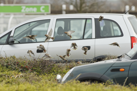 Waxwings in a car park by Terry Whittaker 2020VISION