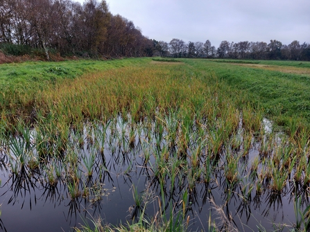 A crop of typha (bulrush) growing at the wetter farming typha trial site in Greater Manchester. 