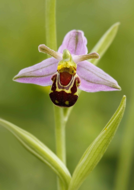 Bee orchid by Jon Hawkins - Surrey Hills Photography