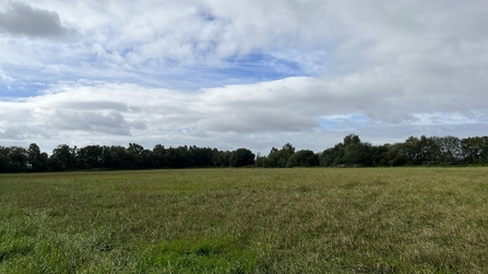 An open and grassy farmers field before it was converted to the wetter farming typha trial site.