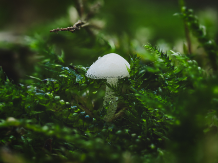 Fungi - Dewdrop Bonnet